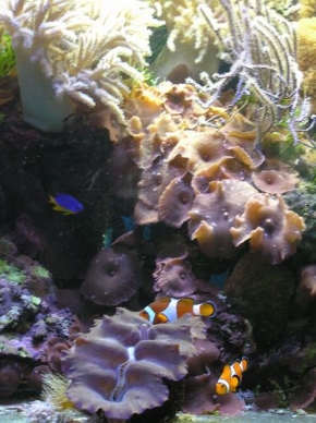 Letem exotickým světem - Exotika - za sklem akvaria