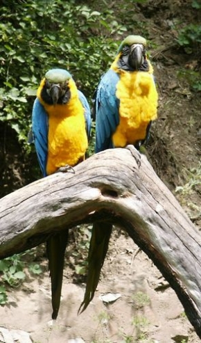 Letem exotickým světem - Papoušci