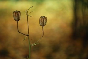 Odhalené půvaby rostlin - Fotograf roku - Kreativita - Lampionky