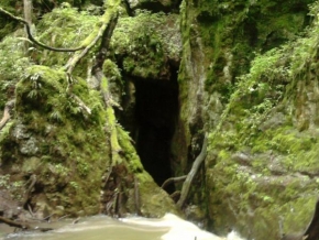 Odhalené půvaby rostlin - Jeskyně
