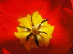 Odhalené půvaby rostlin - Tulipánův pavouk