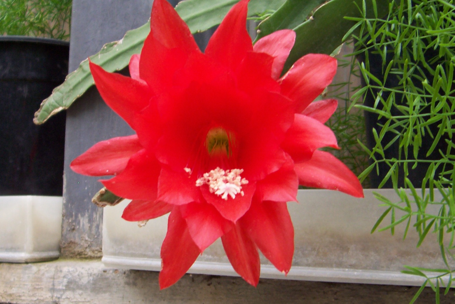 Květ kaktusu