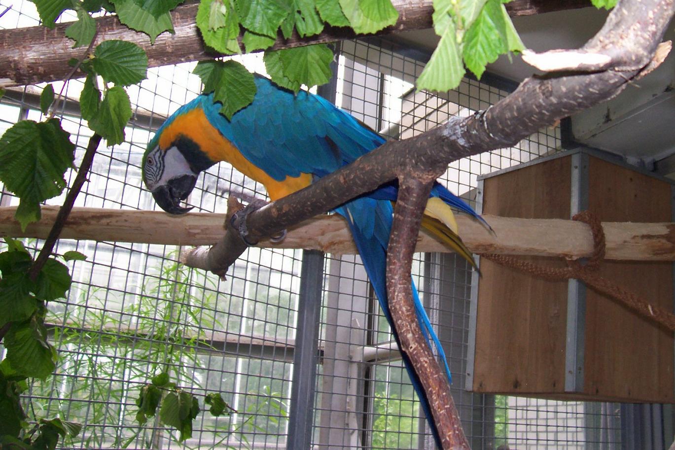 Papoušek a broušení zobáku