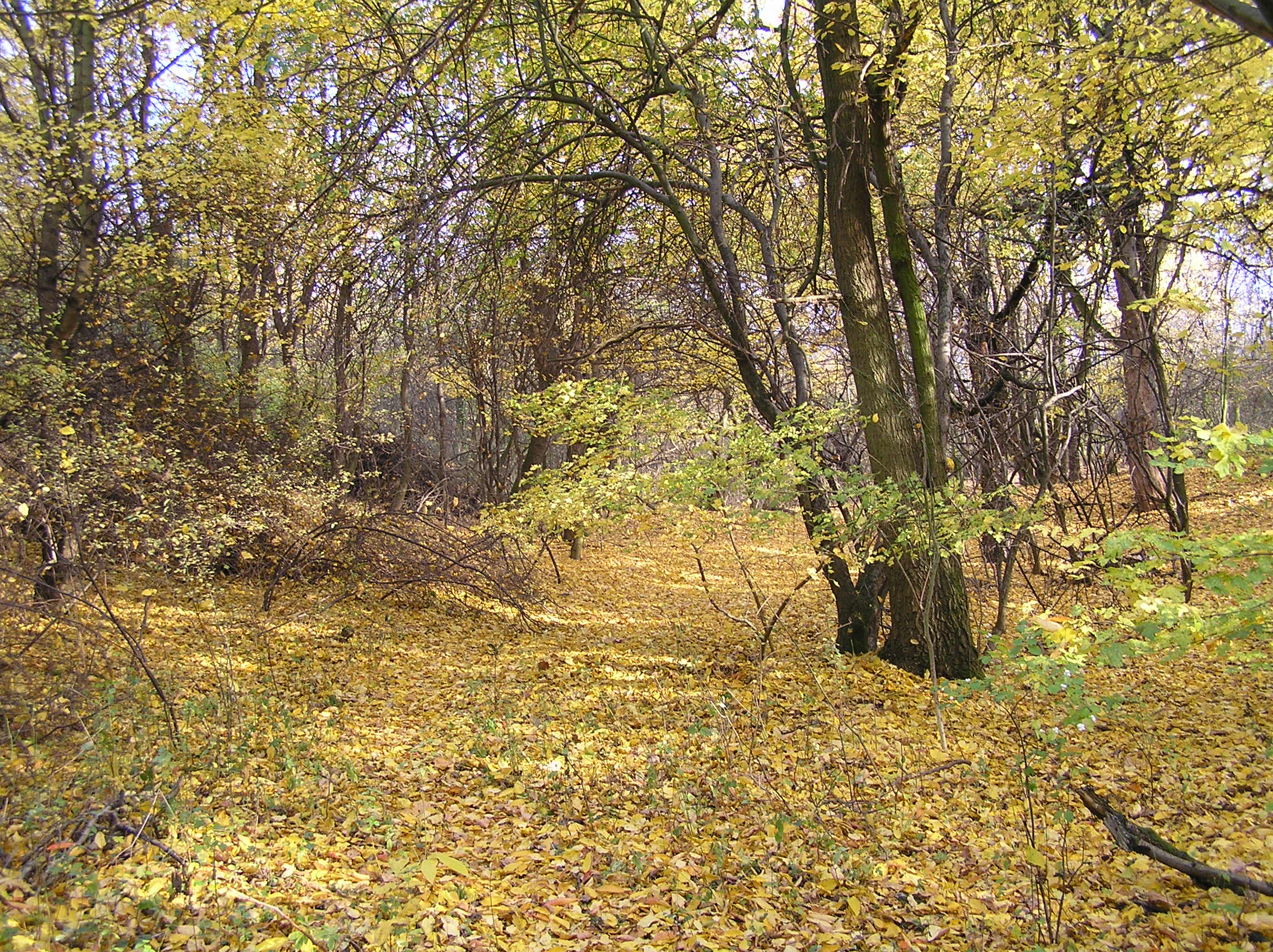 Zlatý podzim v českém lese