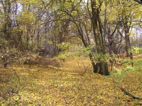 Sonia Carraro - Zlatý podzim v českém lese