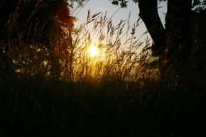 Fotograf roku v přírodě 2011 - Stébla trávy