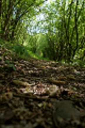 Fotograf roku v přírodě 2011 - Lesom