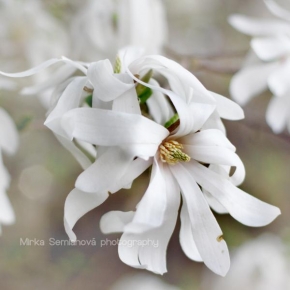 Odhalené půvaby rostlin - Biely kvet