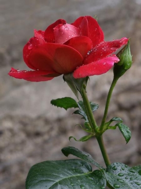Stáňa Šmardová - Růže