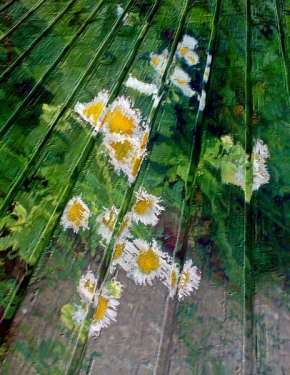 Fotograf roku v přírodě 2011 - Dřevěná podlaha natřená lučními kvítky