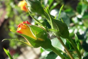 Odhalené půvaby rostlin - Žlutá růžička