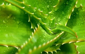 Odhalené půvaby rostlin - Green Teeth