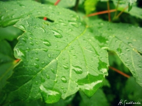 Odhalené půvaby rostlin - Opravdu někdy prší