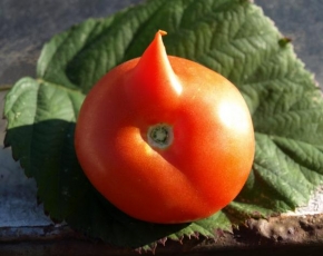 Brych Josef - Rohaté rajčátko