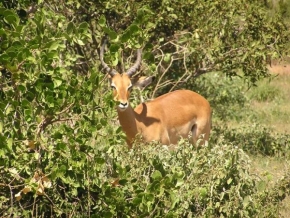 Fotograf roku v přírodě 2011 - Antilopa