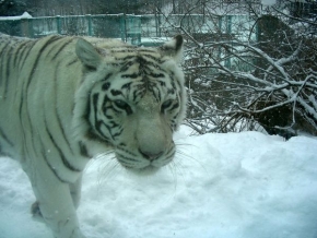 Letem exotickým světem - Bílý tygr