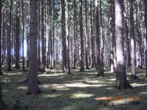 Fotograf roku v přírodě 2011 - Stromy