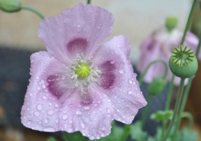 Odhalené půvaby rostlin - Květ máku po dešti...
