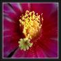 Vasil Chymčák -Kaktusový květ