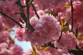 Odhalené půvaby rostlin - Sakura