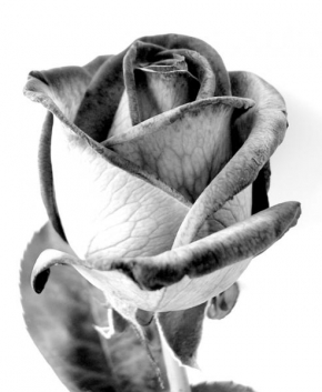 Odhalené půvaby rostlin - Rose - Black and white