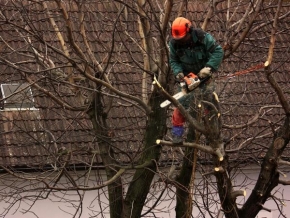 Antonie Brídlová - Prořezávání stromů