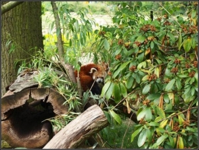 Fotograf roku v přírodě 2011 - Panda červená
