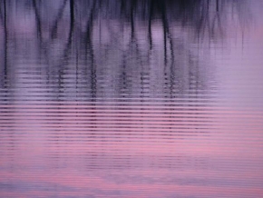 Fotograf roku v přírodě 2011 - Růžové vlnky..