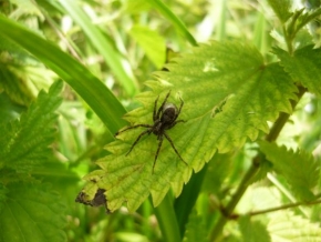 Fotograf roku v přírodě 2011 - Pavouk