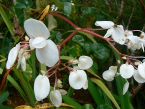 veronika grella - Orchidej
