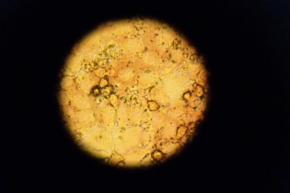 Dagmar Bradová - Buňky v mikroskopu