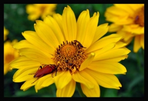 Odhalené půvaby rostlin - Žlutý květ