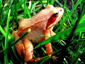 Podívej se zblízka! - Žába v trávě