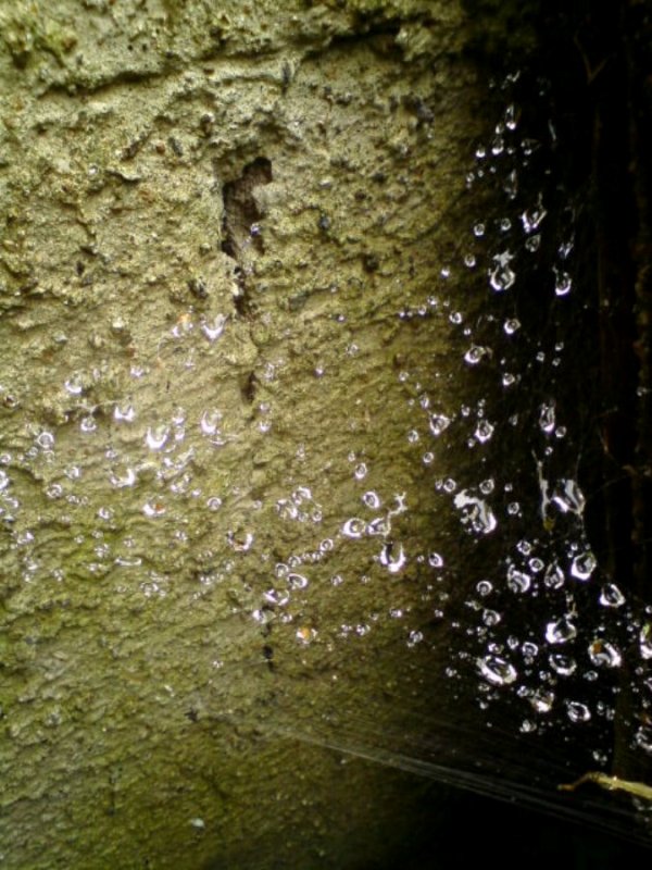 Kapky deště v pavučině
