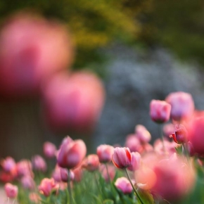 Odhalené půvaby rostlin - Fotograf roku - Kreativita - Tulipány