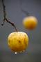 Milan Perfecký -Jesenné jabĺčka