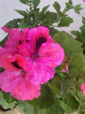 tereza hilseová - Růůžová kytička