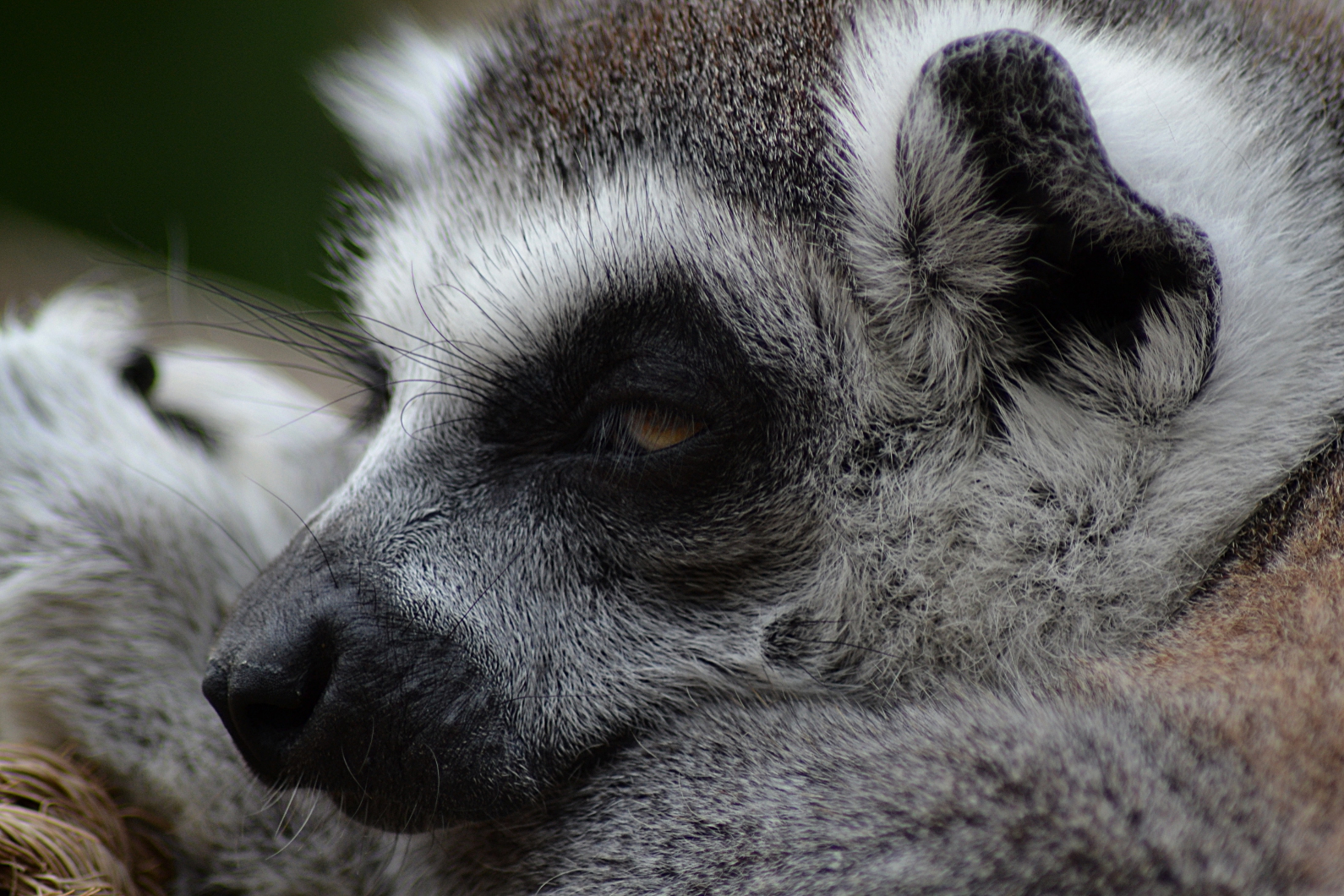 Ospalý lemur