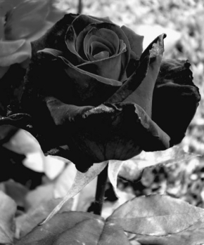 Odhalené půvaby rostlin - Smutná růže