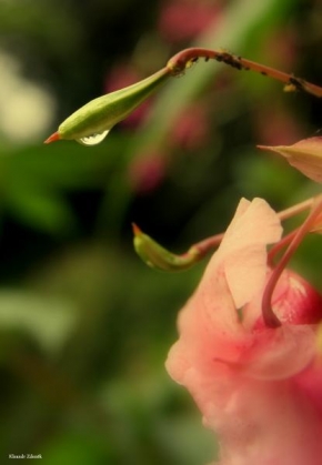 Odhalené půvaby rostlin - Pláčící květina.
