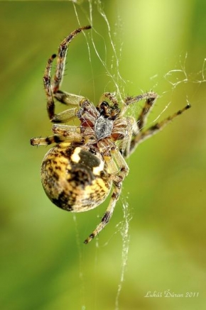 Fotograf roku v přírodě 2011 - Pavúk v lúke
