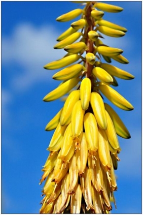 Odhalené půvaby rostlin - Jako banány
