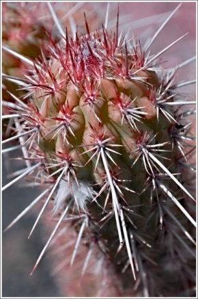 Odhalené půvaby rostlin - Kaktus