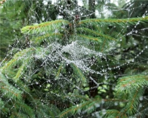 Fotograf roku v přírodě 2011 - Ranní pavučina