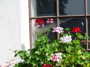 Odhalené půvaby rostlin - Rozkvetlé okno