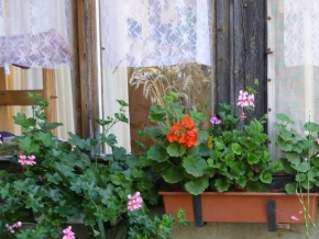 Odhalené půvaby rostlin - Ozdobená veranda