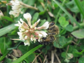 Odhalené půvaby rostlin - Včela