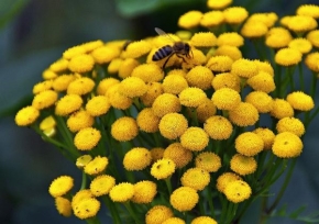Odhalené půvaby rostlin - To bude med
