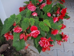 Andrea Čížková - Květiny v zahradě