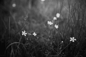 Odhalené půvaby rostlin - Ukryto v trávě